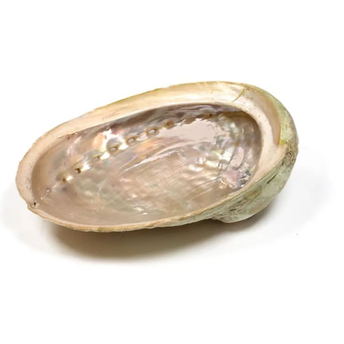 Abalone-snäcka för smudging etc (abalone skal)