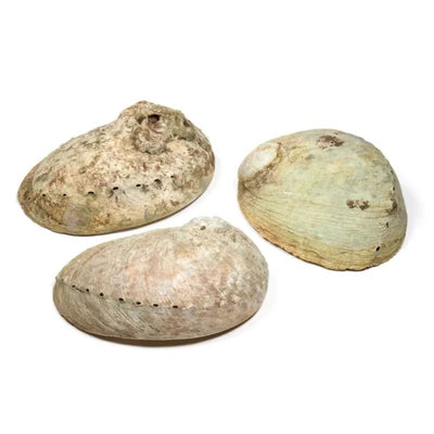 Abalone-snäcka för smudging etc (abalone skal)